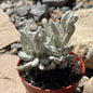 DesertScapeSucculent Succulent 4 Inch Senecio haworthii 'Cocoon Plant' 'Woolly Senecio'