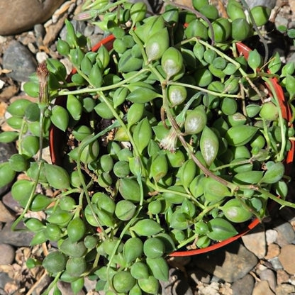 DesertScapeSucculent Succulent Senecio herreanus 'String of Tears'