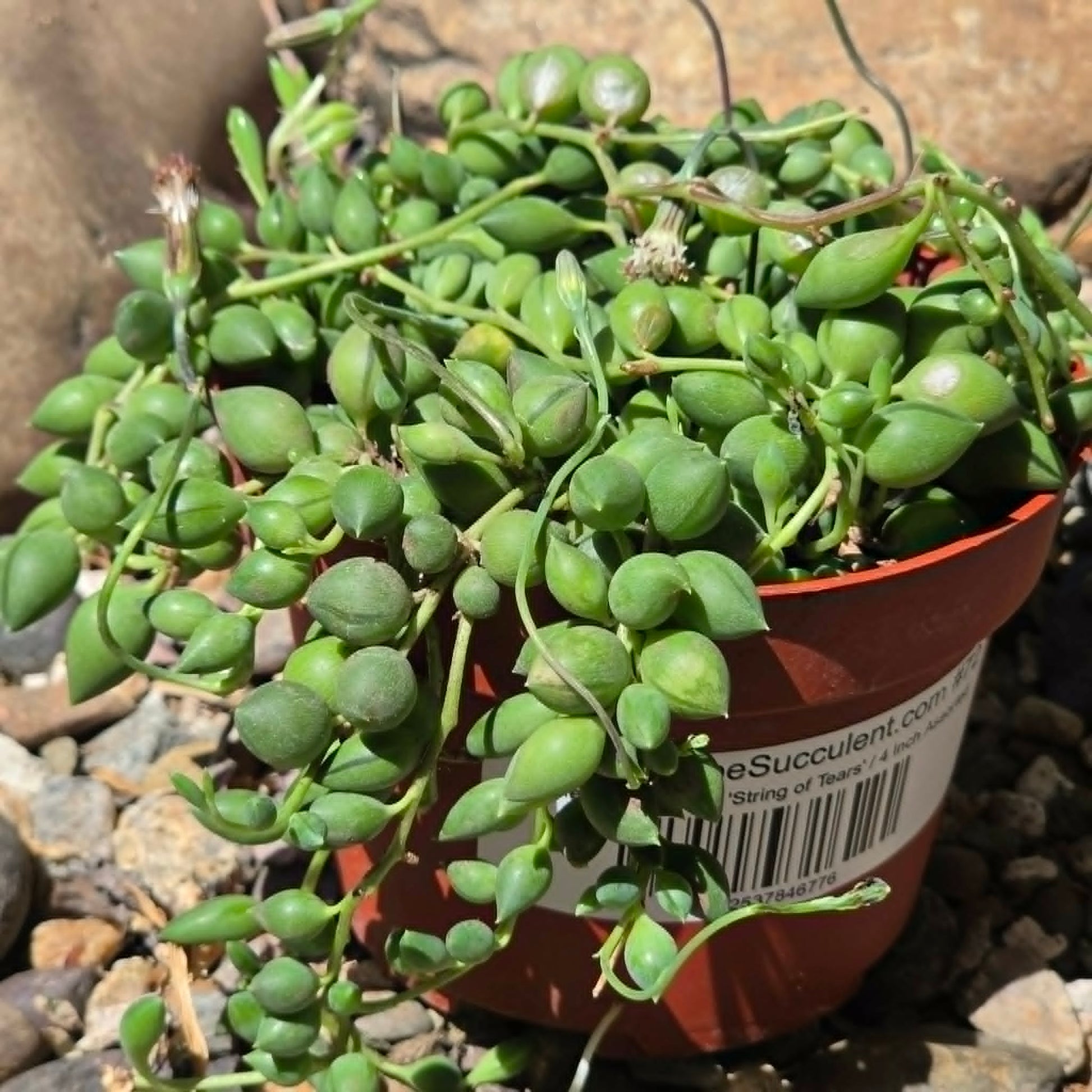 DesertScapeSucculent Succulent 4 Inch Senecio herreanus 'String of Tears'