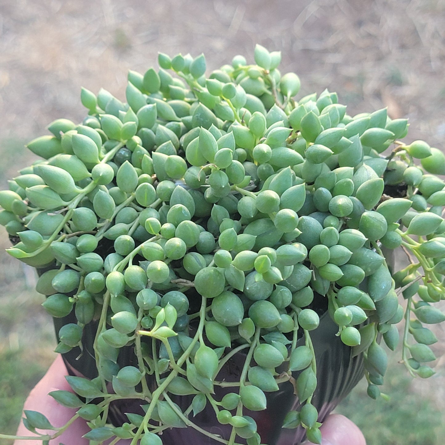 Senecio herreanus 'Chaîne de larmes'