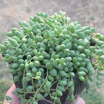 Senecio herreanus 'El hilo de lágrimas'