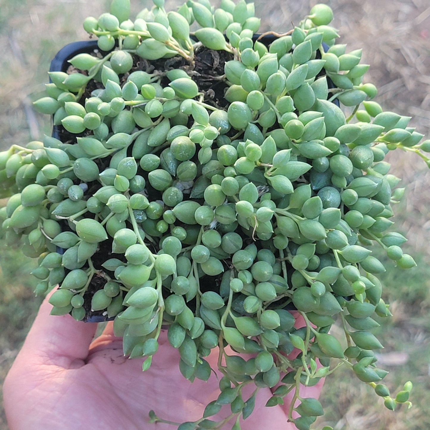 Senecio herreanus 'String of Tears'