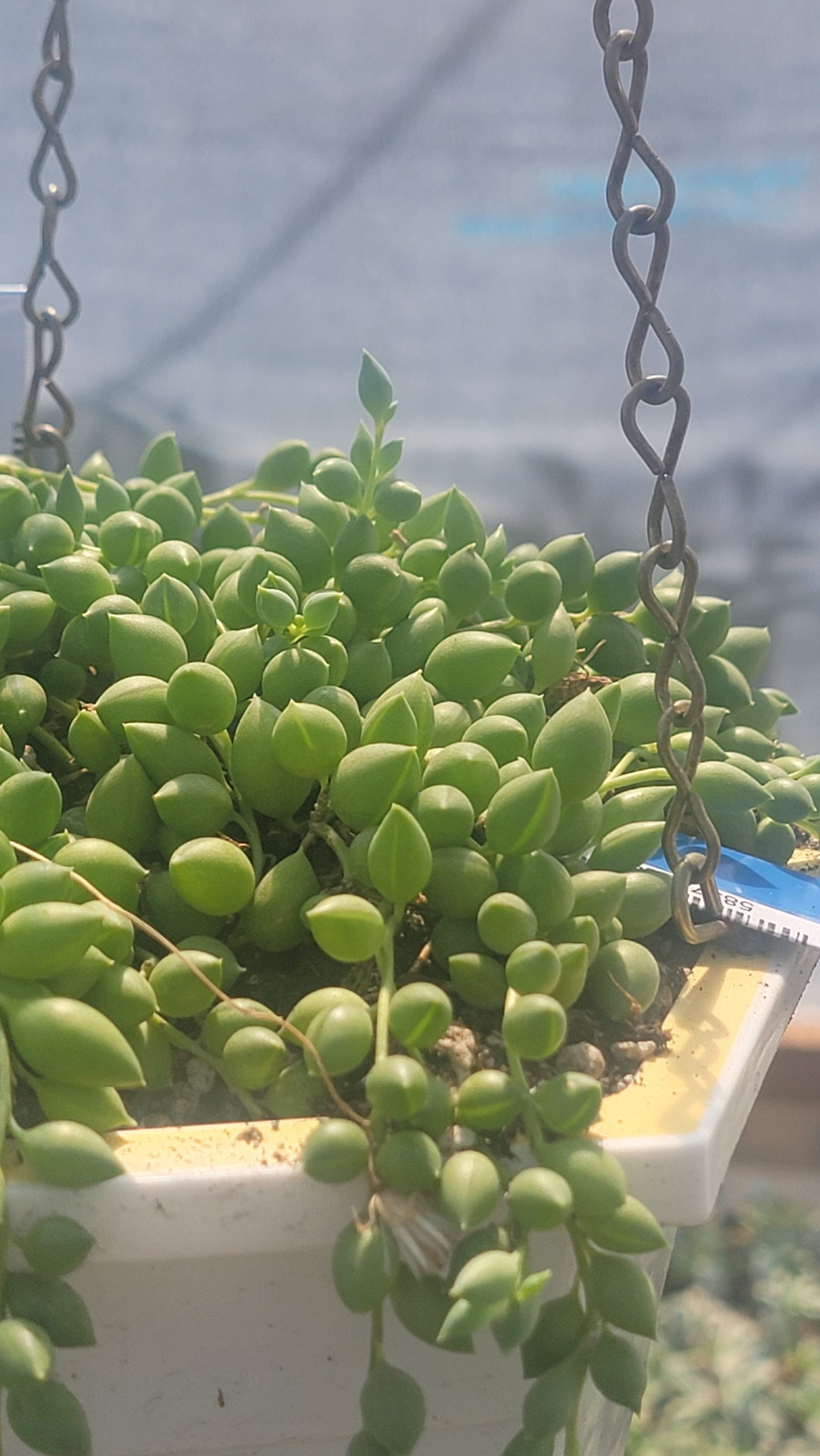 Senecio herreanus 'String of Tears'