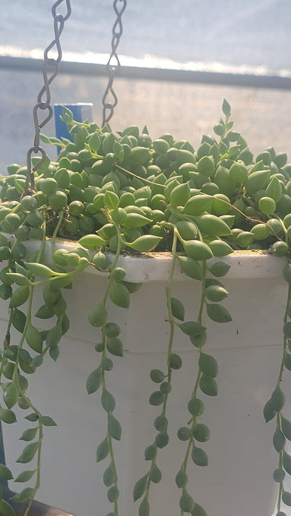 Senecio herreanus 'El hilo de lágrimas'