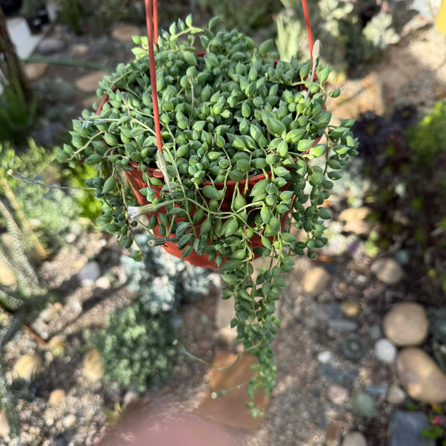 Senecio herreanus 'String of Tears' - 6 Inch Assorted - Succulent - DesertScapeSucculent