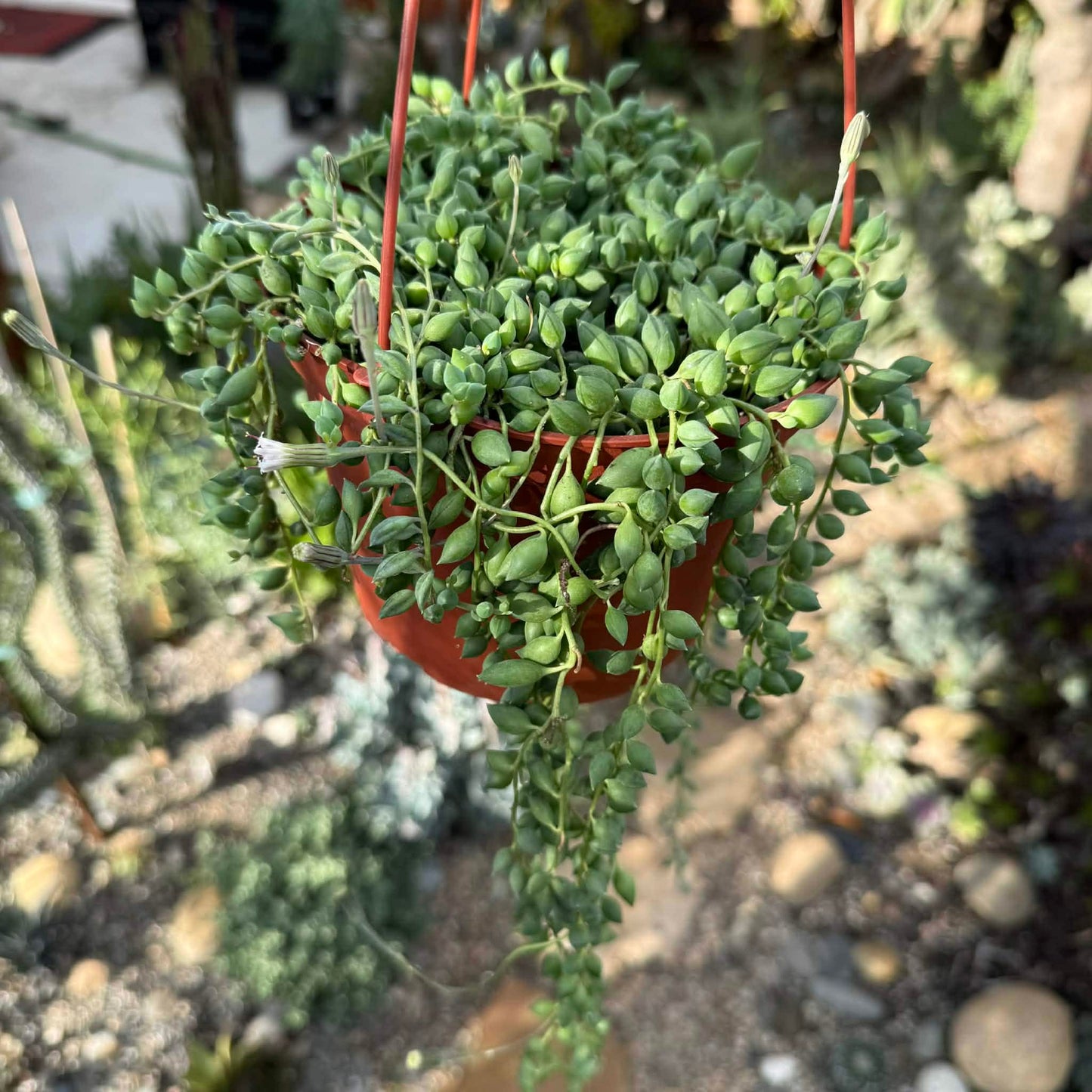 Senecio herreanus 'String of Tears' - 6 Inch Assorted - Succulent - DesertScapeSucculent
