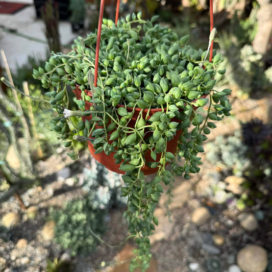Senecio herreanus 'String of Tears' - 6 Inch Assorted - Succulent - DesertScapeSucculent