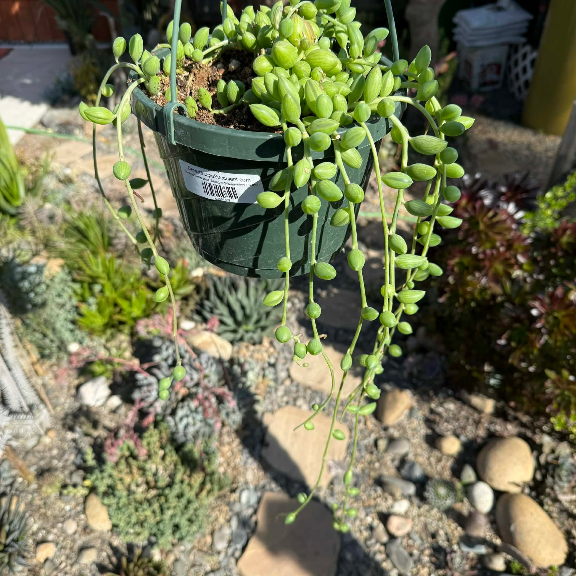 succulent watermelon String of Watermelons Senecio herreanus 8 Inch