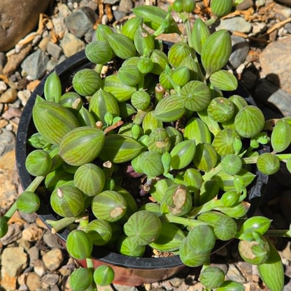 DesertScapeSucculent Succulent Senecio Herreianus 'String of Watermelon'