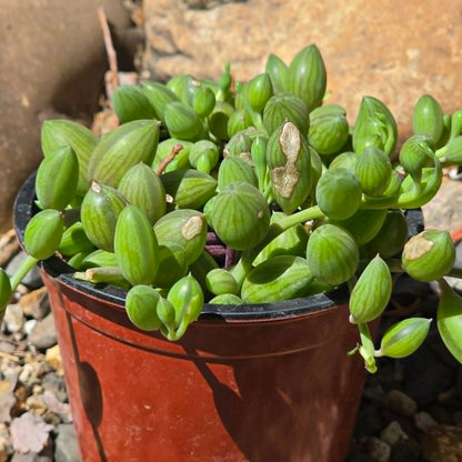 DesertScapeSucculent Succulent Senecio Herreianus 'String of Watermelon'