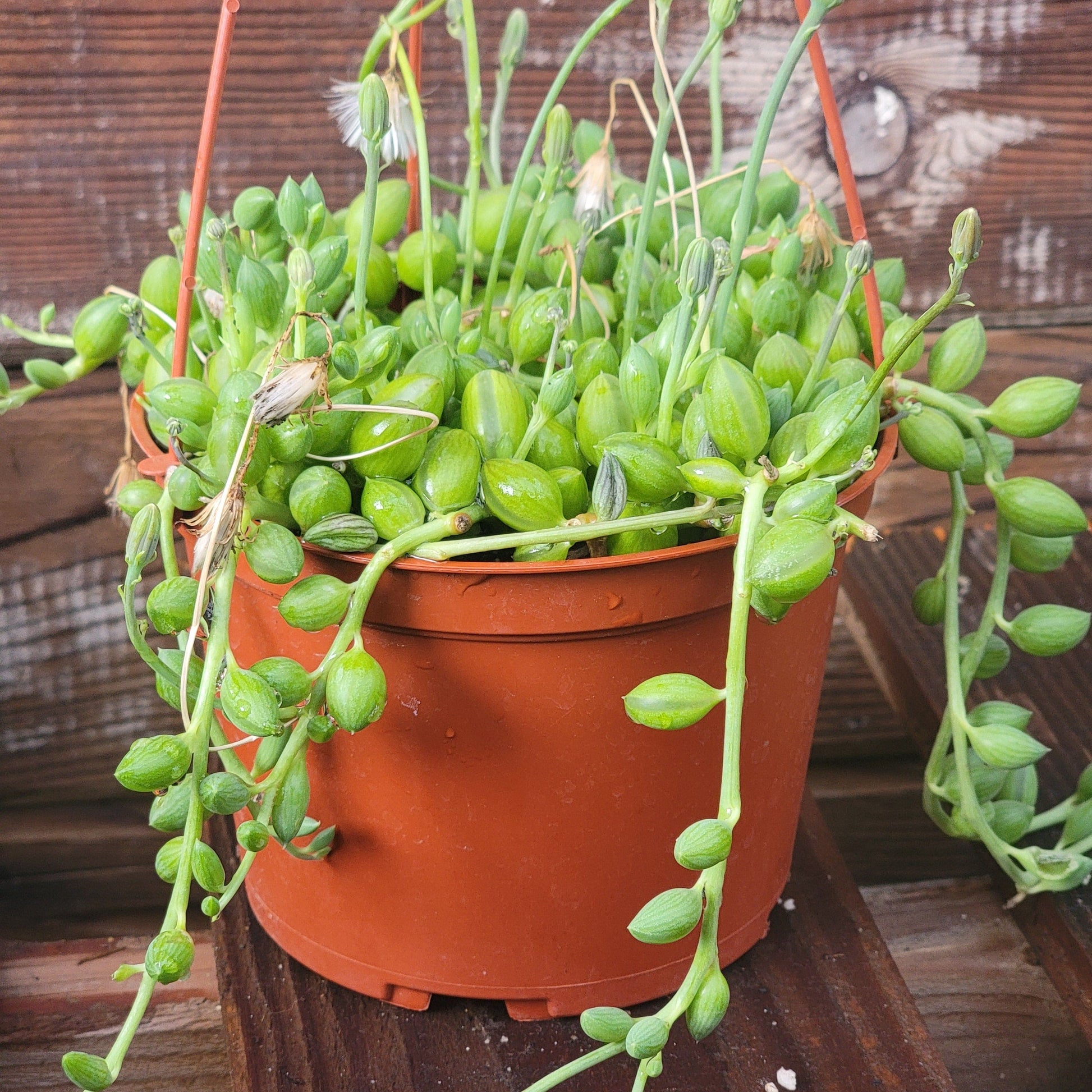 watermelon succulent plant Senecio Herreianus 'String of Watermelon' – DesertScapeSucculent