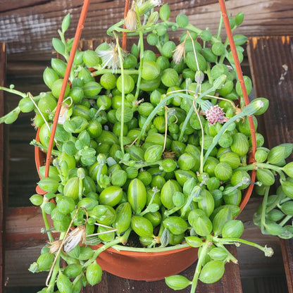 DesertScapeSucculent Succulent Senecio Herreianus 'String of Watermelon'