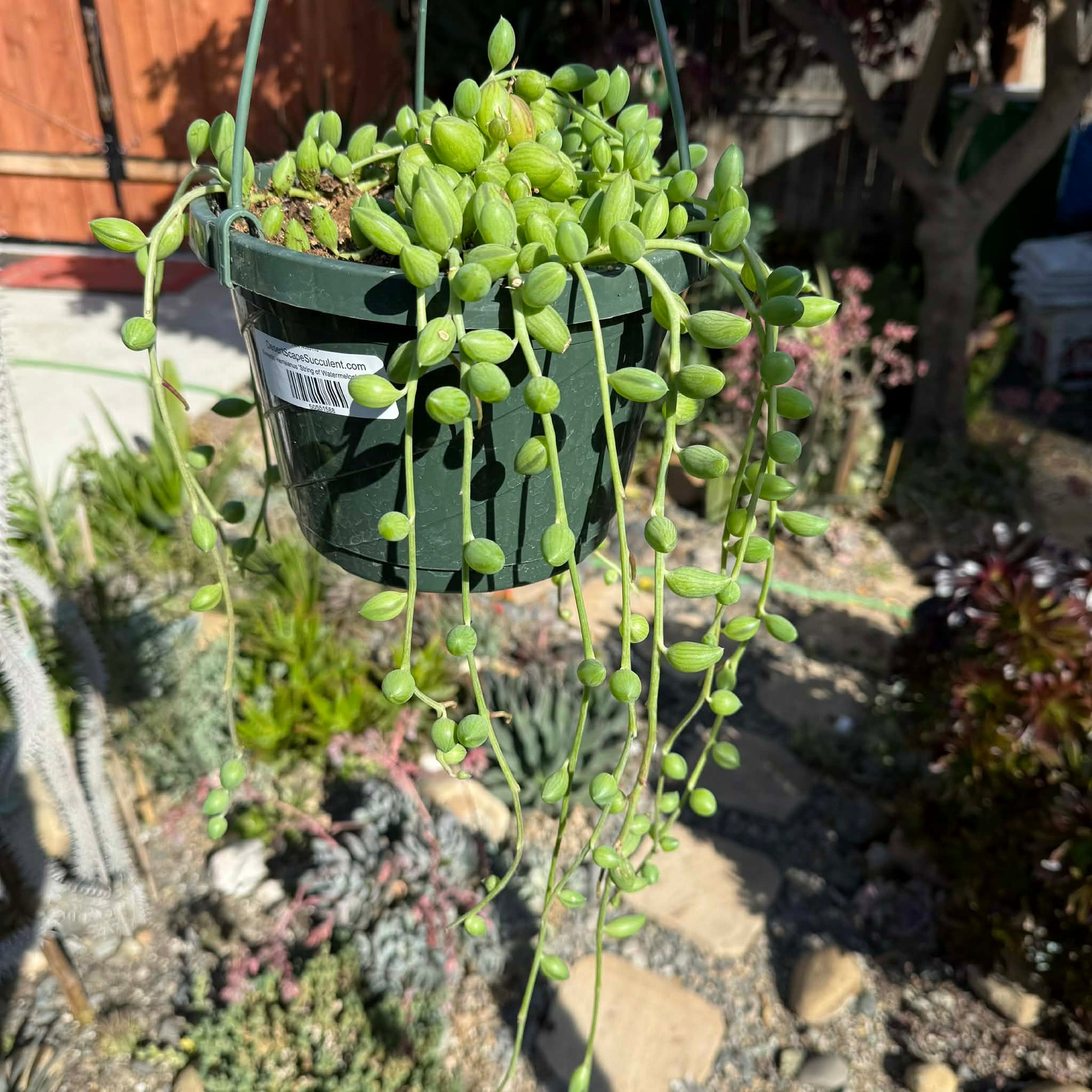 string of watermelon succulent String of Watermelons Senecio herreanus 8 Inch