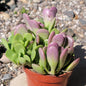 DesertScapeSucculent Succulent 4 Inch Assorted Senecio jacobsenii 'Trailing Jade'