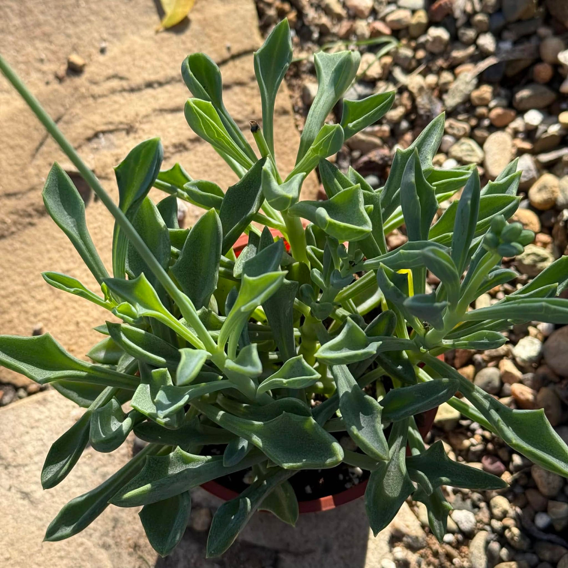 spearhead succulent Senecio Kleiniiformis 'Spear Head'