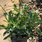Senecio Kleiniiformis 'Spear Head' - 4 Inch - Succulent - DesertScapeSucculent