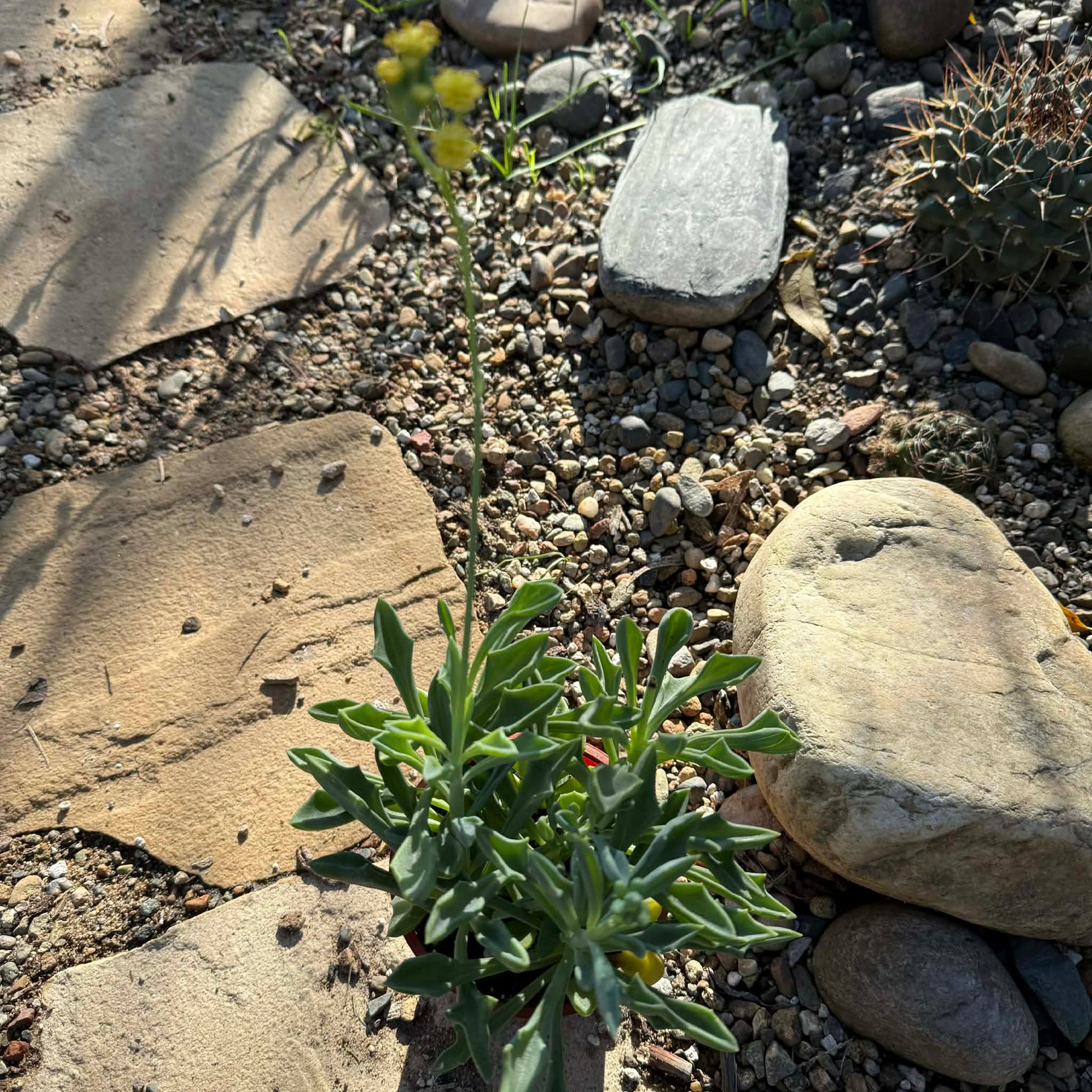 Senecio Kleiniiformis 'Spear Head' - 4 Inch - Succulent - DesertScapeSucculent