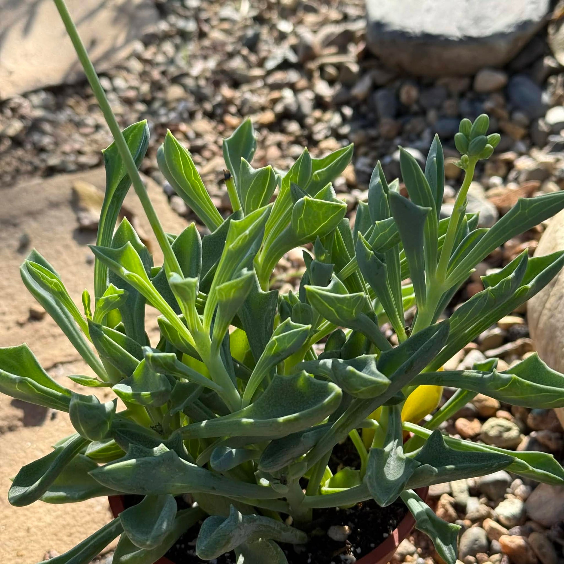 Senecio Kleiniiformis 'Spear Head' - 4 Inch - Succulent - DesertScapeSucculent