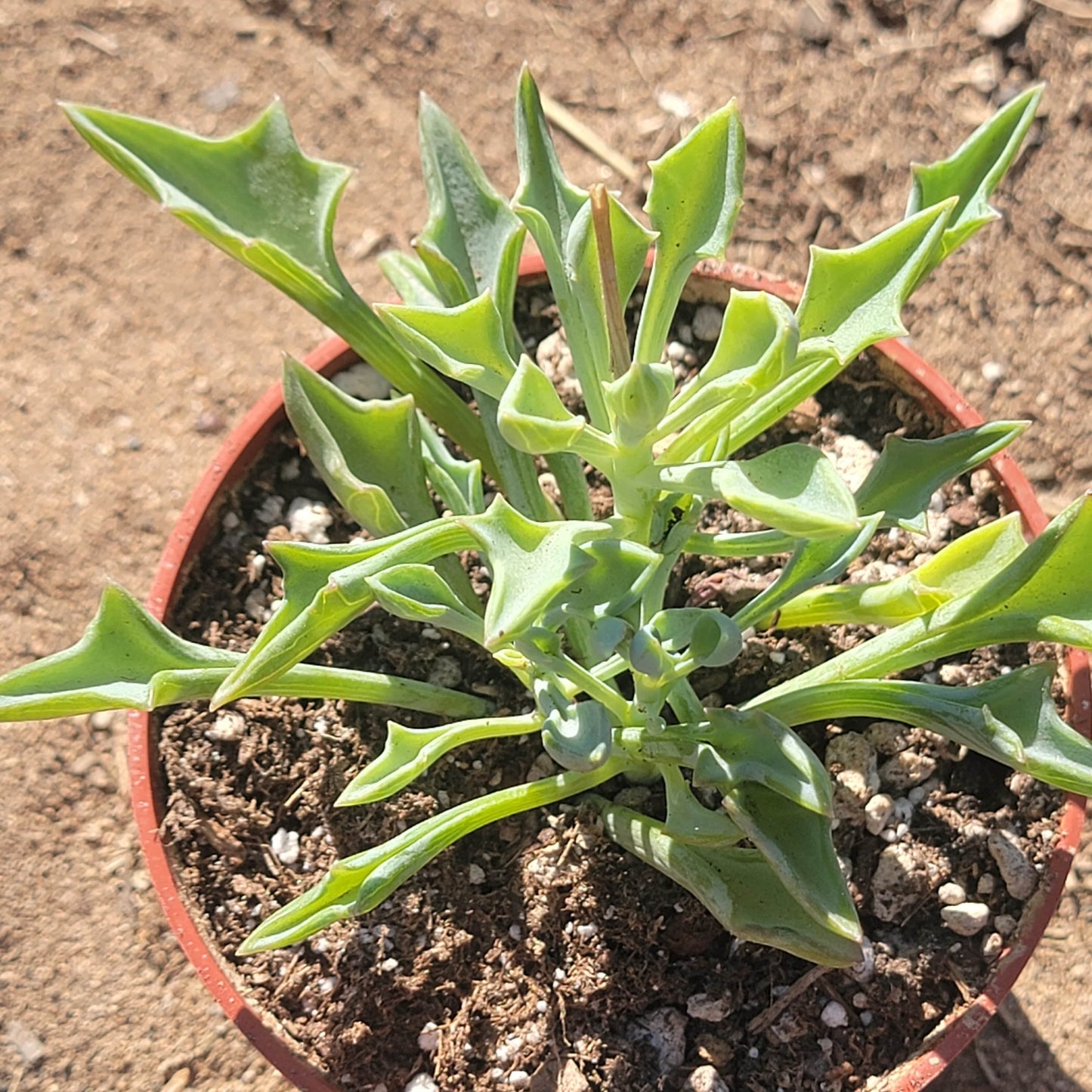 Senecio Kleiniiformis 'Cabeza de lanza'