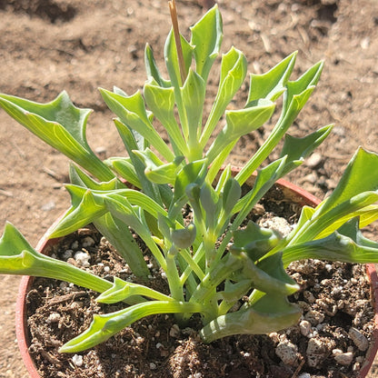 Senecio Kleiniiformis 'Tête de Lance'