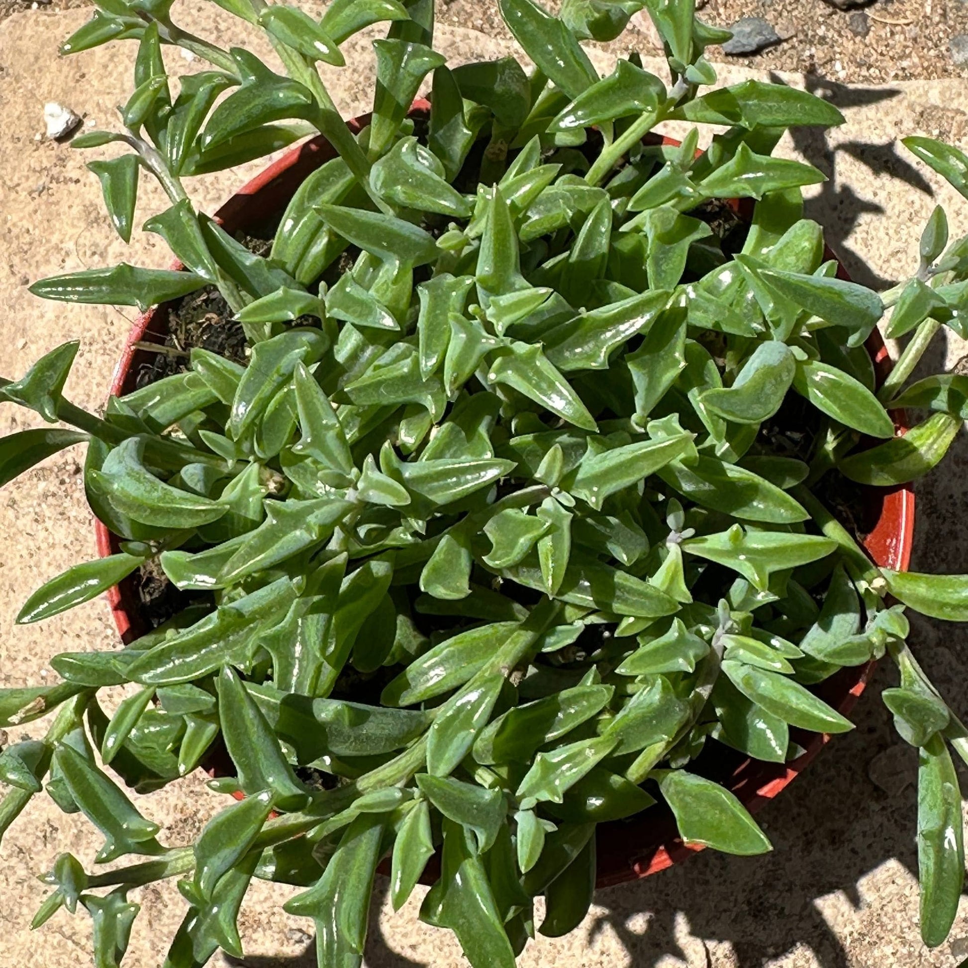 DesertScapeSucculent Succulent Senecio Peregrinus 'String of Dolphins'