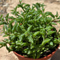 DesertScapeSucculent Succulent 4 Inch Assorted Senecio Peregrinus 'String of Dolphins'