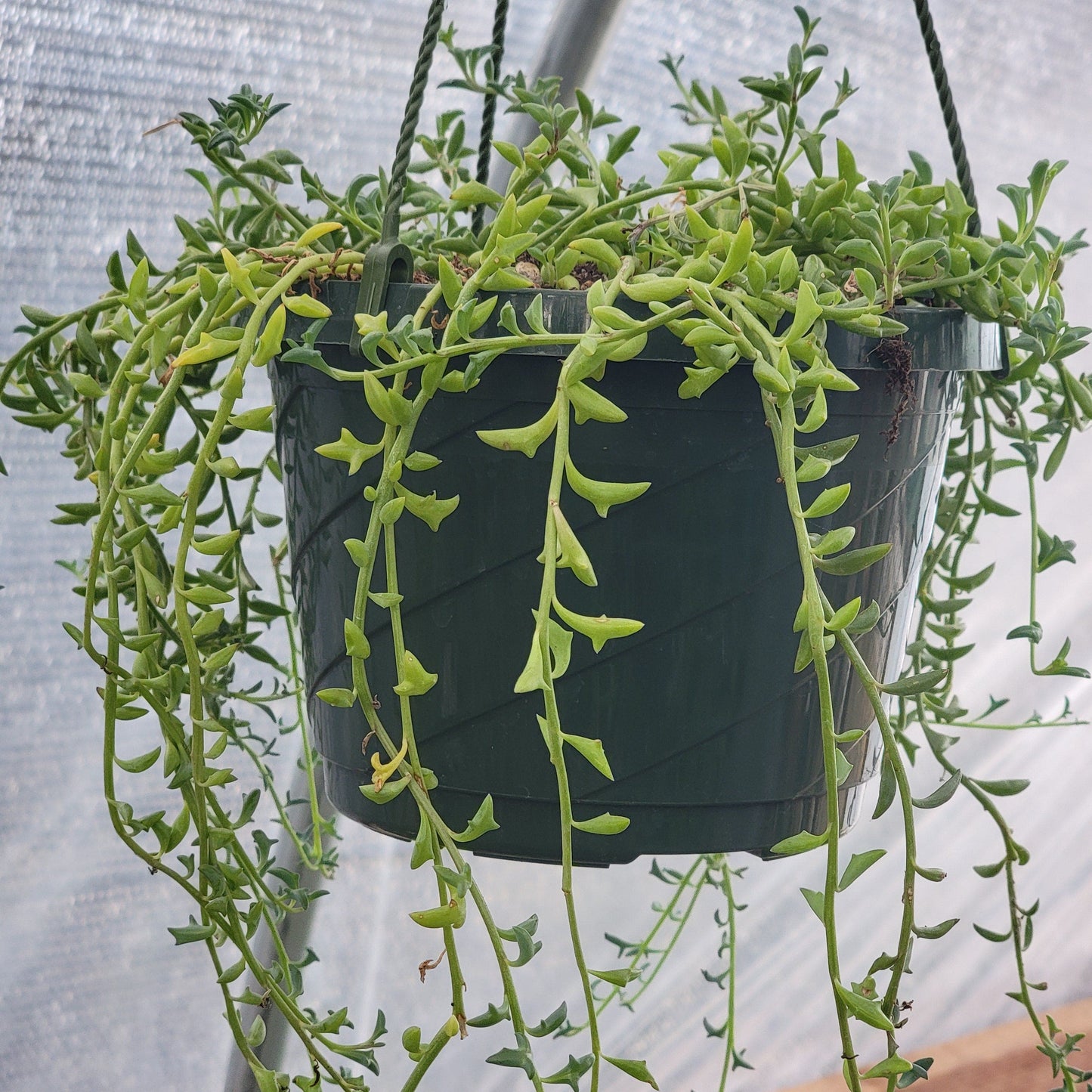 Senecio Peregrinus 'Cuerda de delfines'