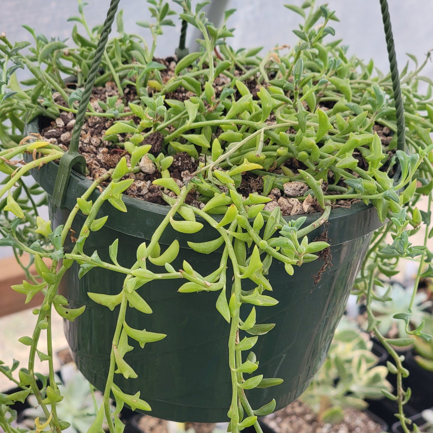 Senecio Peregrinus 'Chaîne de dauphins'