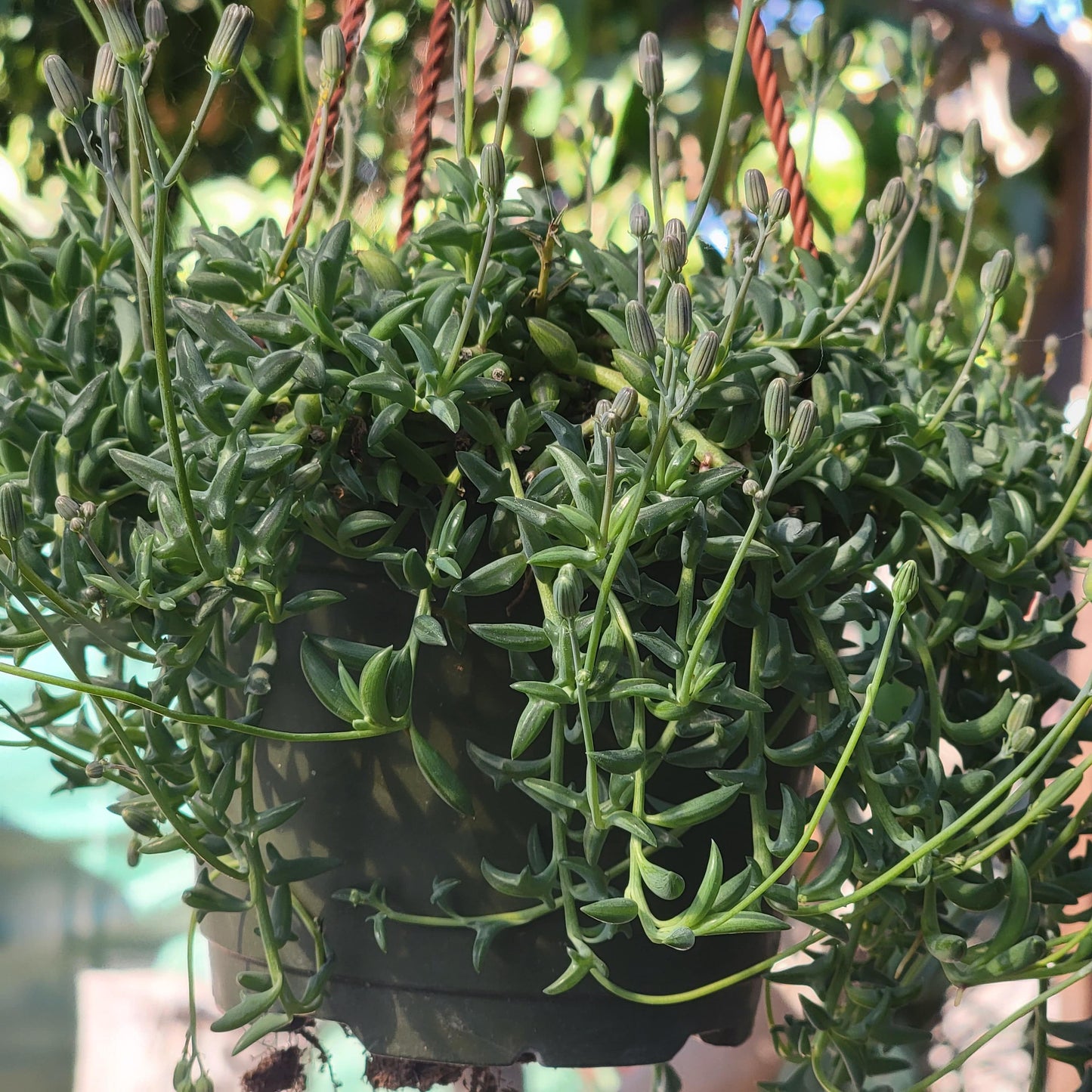 Senecio Peregrinus 'Chaîne de dauphins'