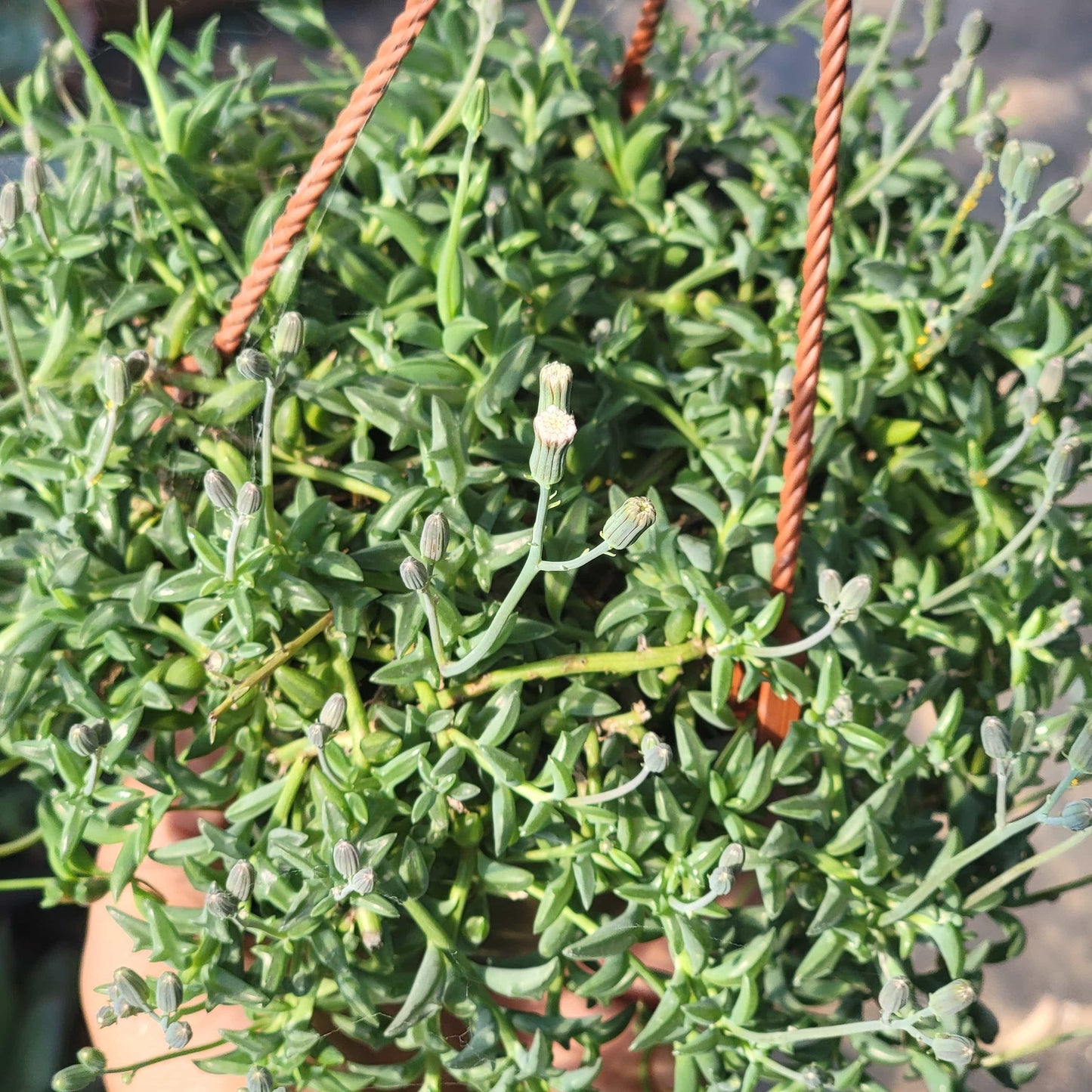 Senecio Peregrinus 'Cuerda de delfines'