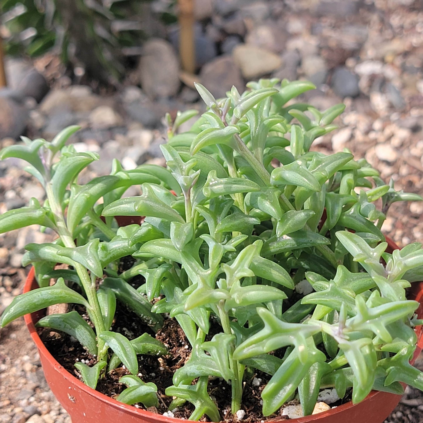 Senecio Peregrinus 'Cuerda de delfines'