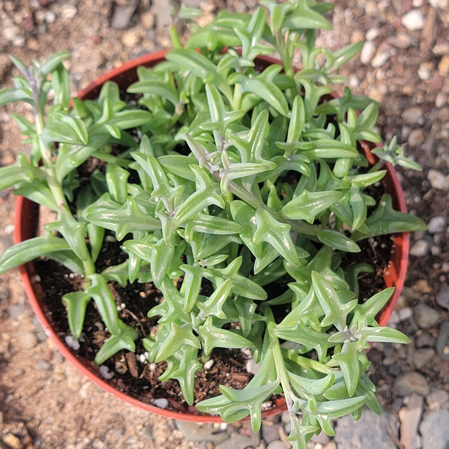 Senecio Peregrinus 'Chaîne de dauphins'