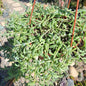 DesertScapeSucculent Succulent 6 Inch Assorted Senecio Peregrinus 'String of Dolphins'
