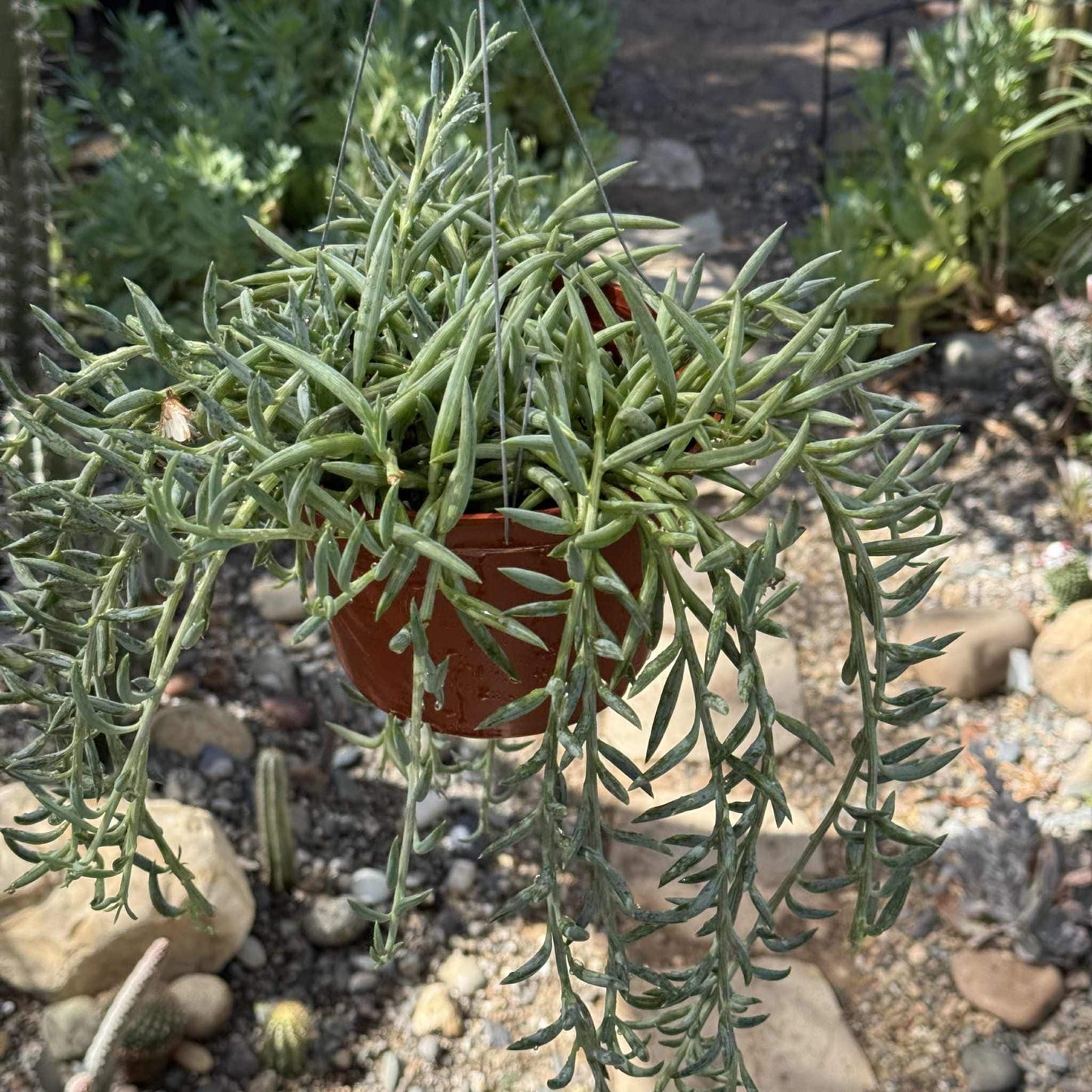 Senecio radicans 'Fish Hooks' - 4 Inch Assorted - Succulent - DesertScapeSucculent