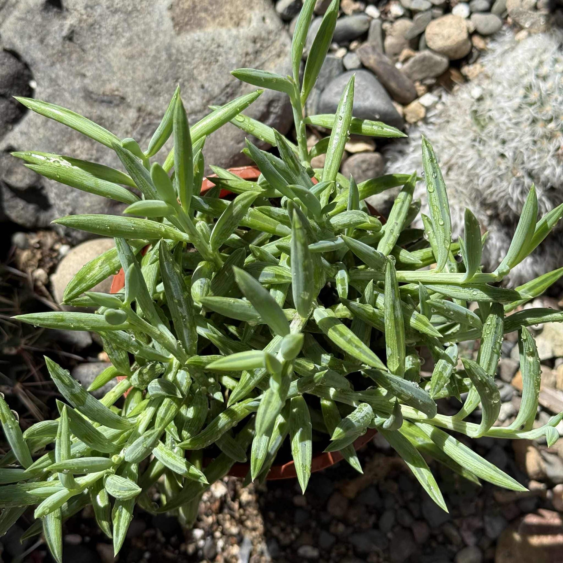 Senecio radicans 'Fish Hooks' - 4 Inch Assorted - Succulent - DesertScapeSucculent