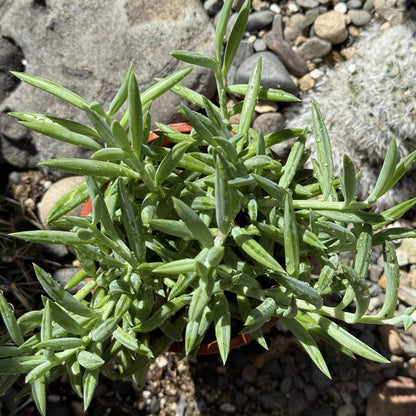 Senecio radicans 'Fish Hooks' - 4 Inch Assorted - Succulent - DesertScapeSucculent