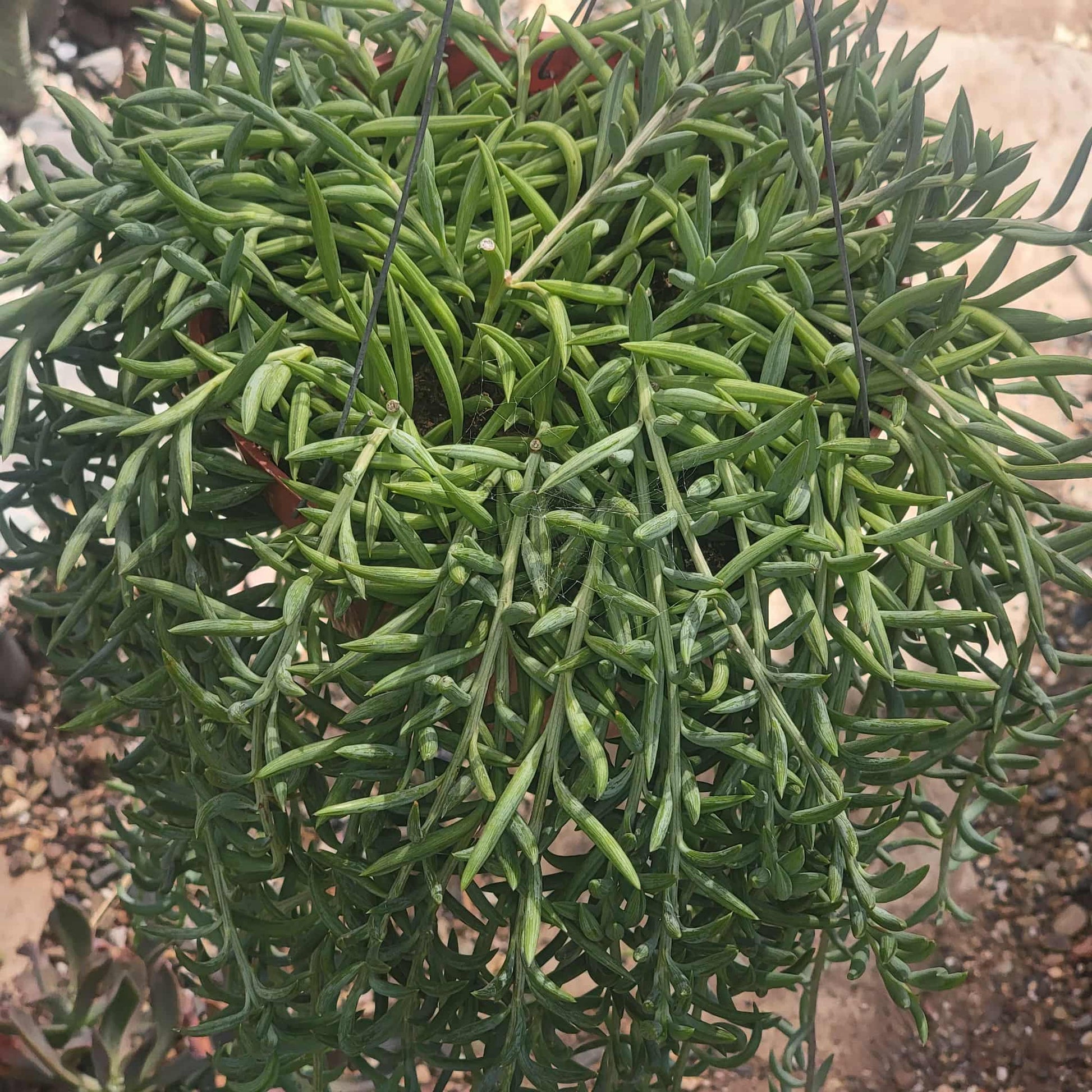 Senecio radicans 'Fish Hooks' - 4 Inch Assorted - Succulent - DesertScapeSucculent