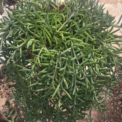 Senecio radicans 'Fish Hooks' - 4 Inch Assorted - Succulent - DesertScapeSucculent