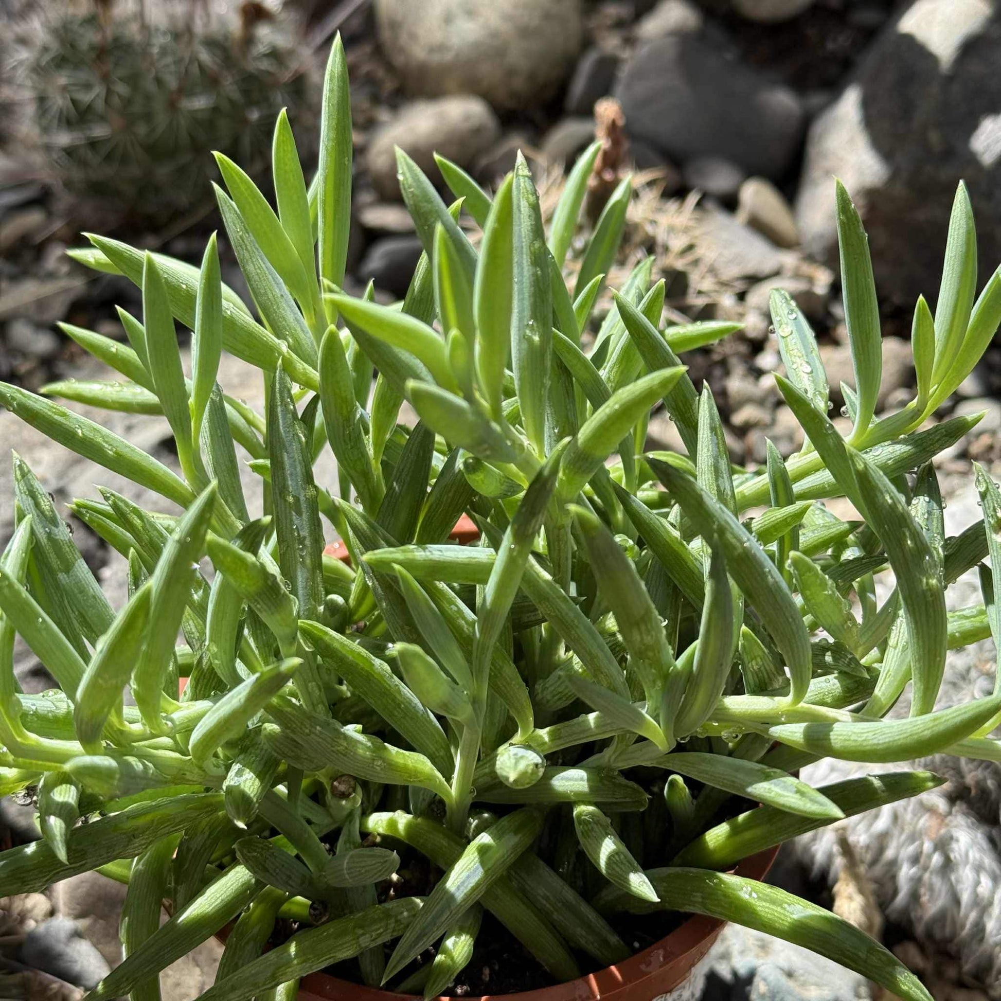 fish hook succulent plant Senecio radicans 'Fish Hooks' – DesertScapeSucculent