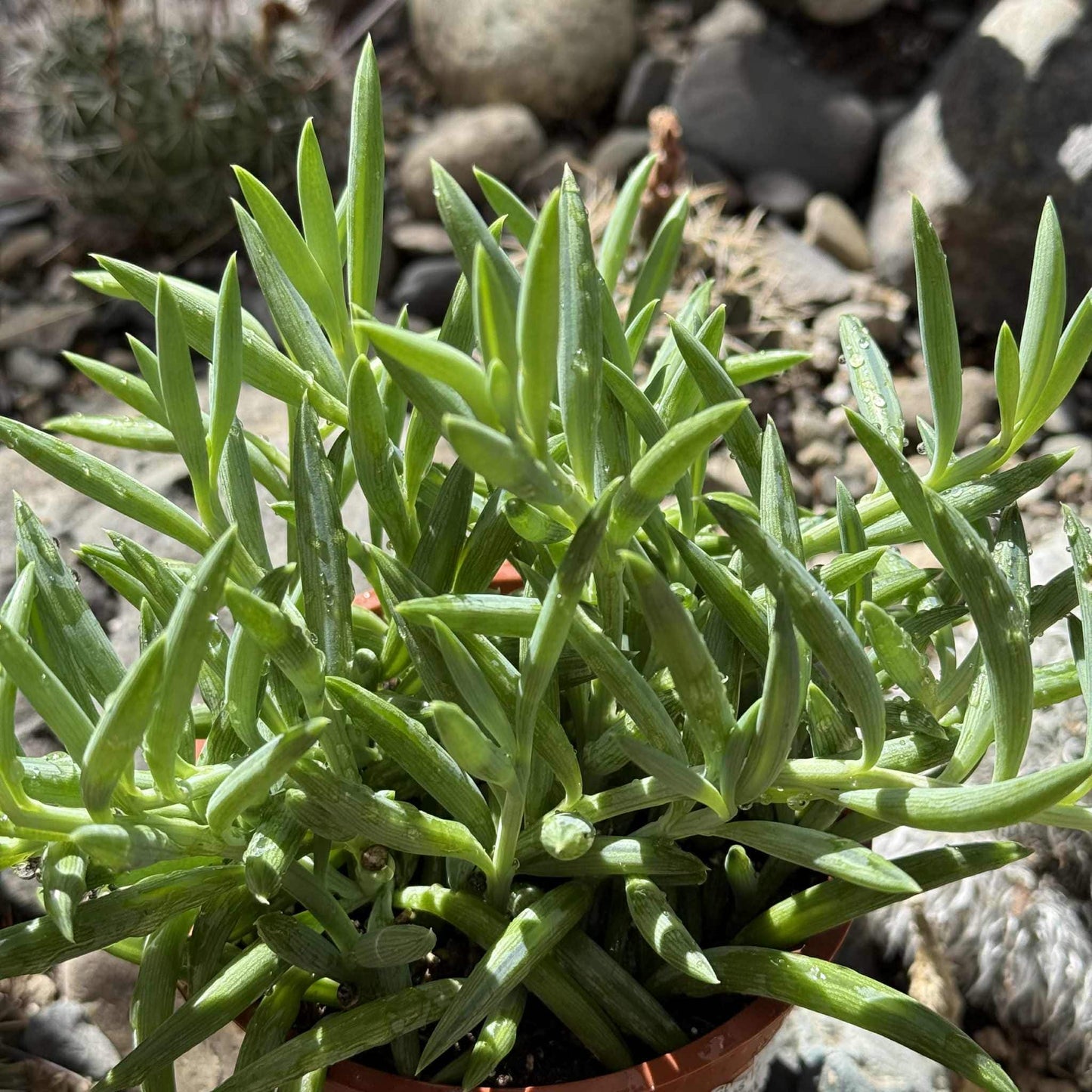 Senecio radicans 'Fish Hooks' - 4 Inch Assorted - Succulent - DesertScapeSucculent