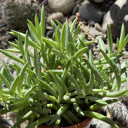 Senecio radicans 'Fish Hooks' - 4 Inch Assorted - Succulent - DesertScapeSucculent