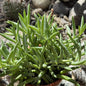 Senecio radicans 'Fish Hooks' - 4 Inch Assorted - Succulent - DesertScapeSucculent