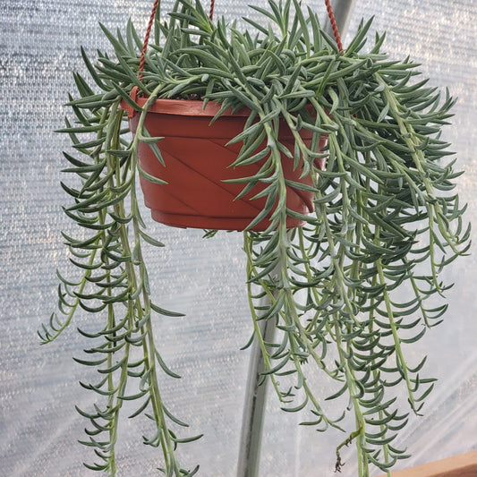 Senecio radicans 'Anzuelos'