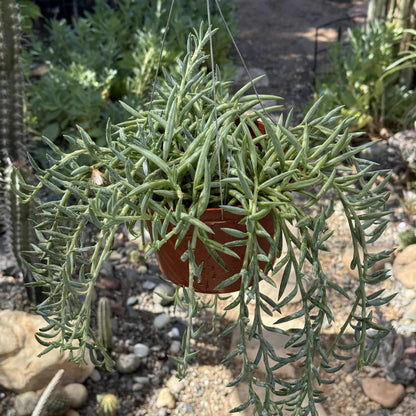 Senecio radicans 'Fish Hooks' - 6 Inch Assorted - Succulent - DesertScapeSucculent