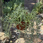 Senecio radicans 'Fish Hooks' - 6 Inch Assorted - Succulent - DesertScapeSucculent