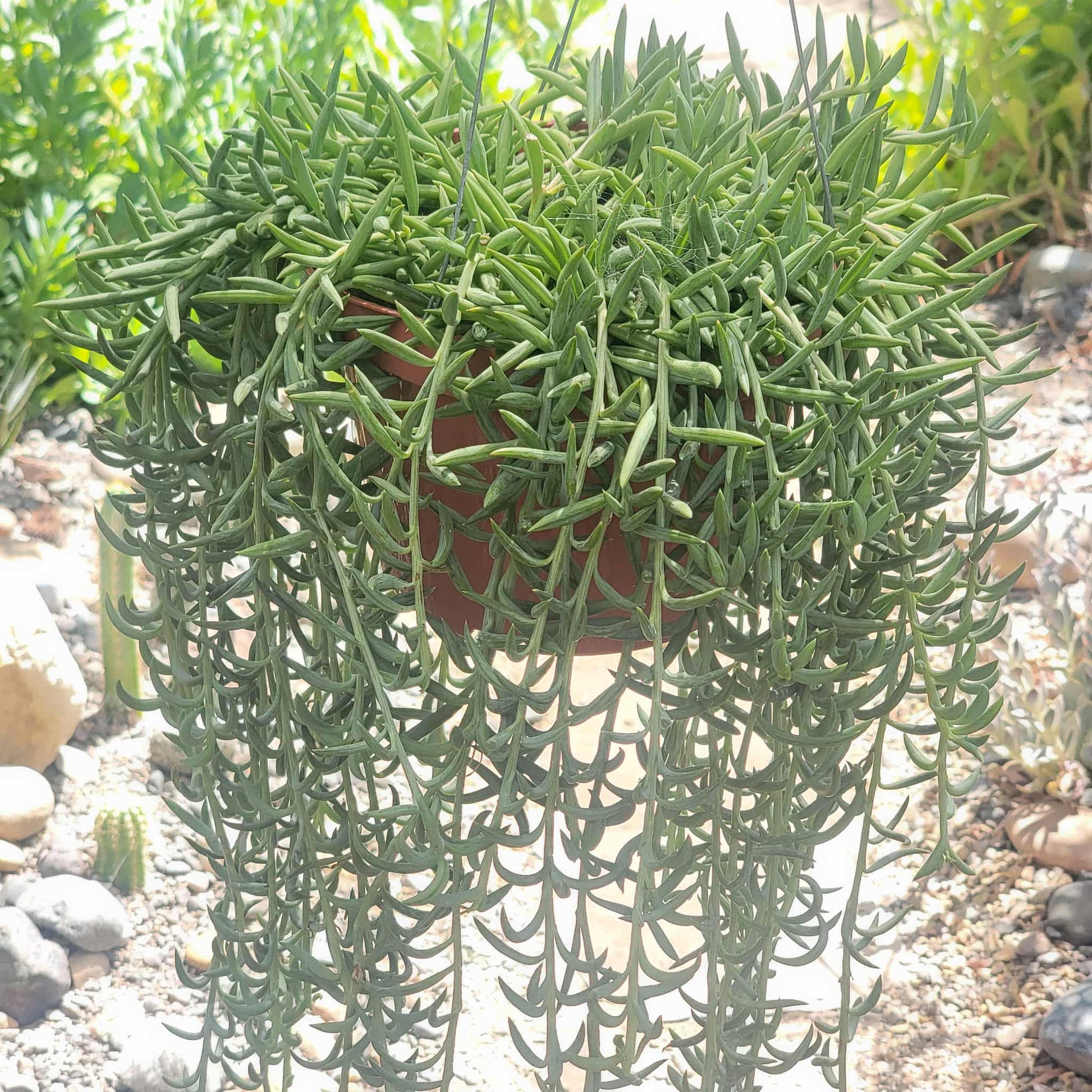 Senecio radicans 'Fish Hooks' - 8 Inch Assorted - Succulent - DesertScapeSucculent