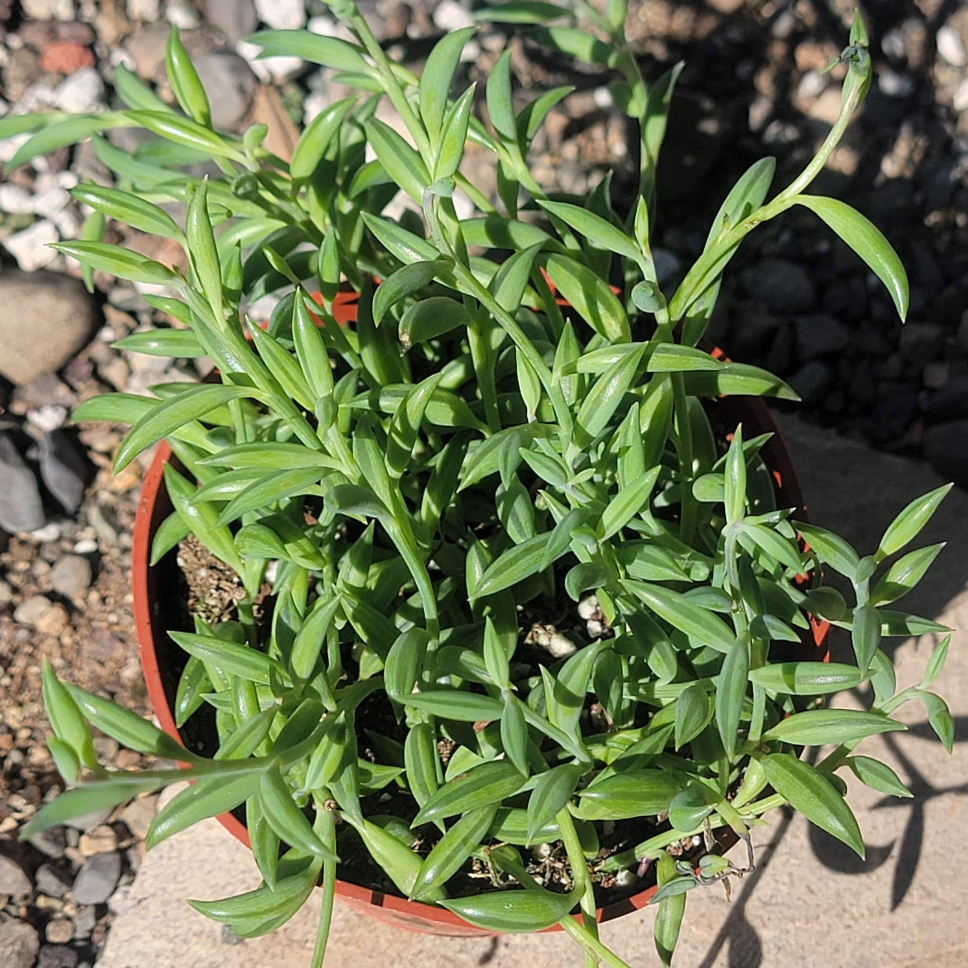Senecio radicans 'String of Bananas' - 6 Inch Assorted - Succulent - DesertScapeSucculent