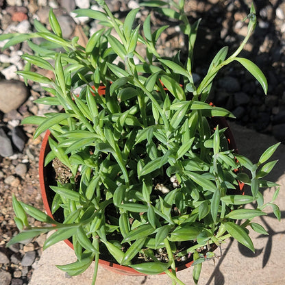 Senecio radicans 'String of Bananas' - 6 Inch Assorted - Succulent - DesertScapeSucculent