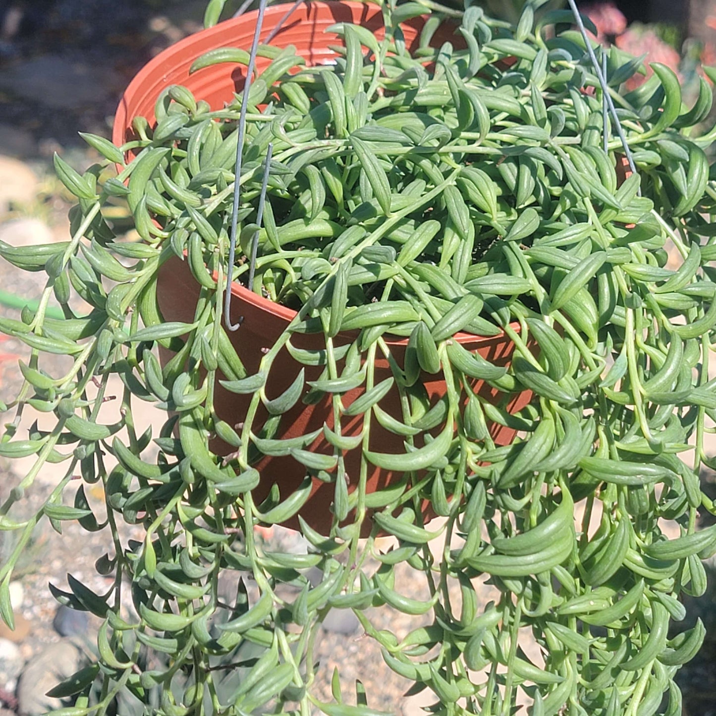 Senecio radicans 'String of Bananas' - 6 Inch Assorted - Succulent - DesertScapeSucculent