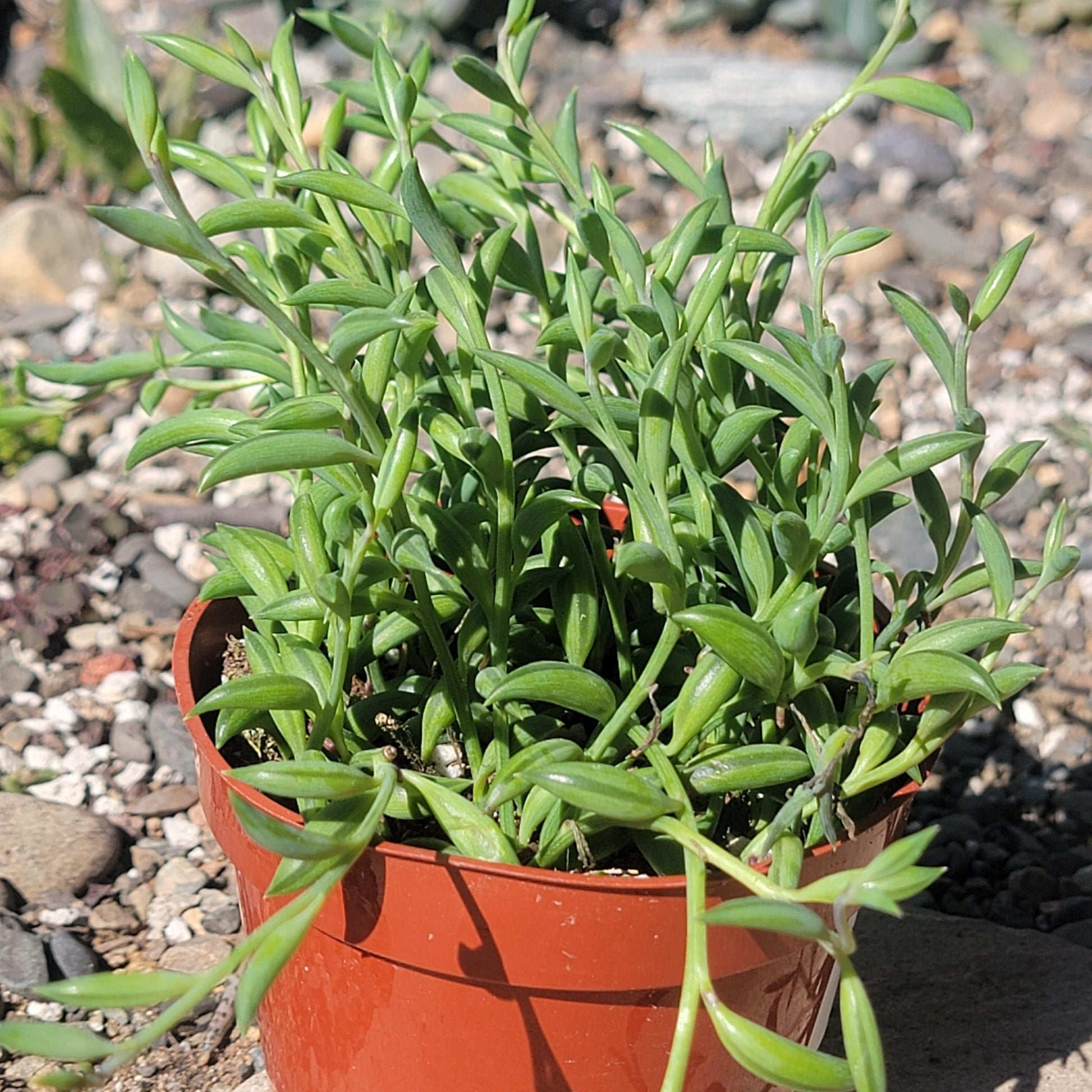 Senecio radicans 'String of Bananas' - 4 Inch Assorted - Succulent - DesertScapeSucculent